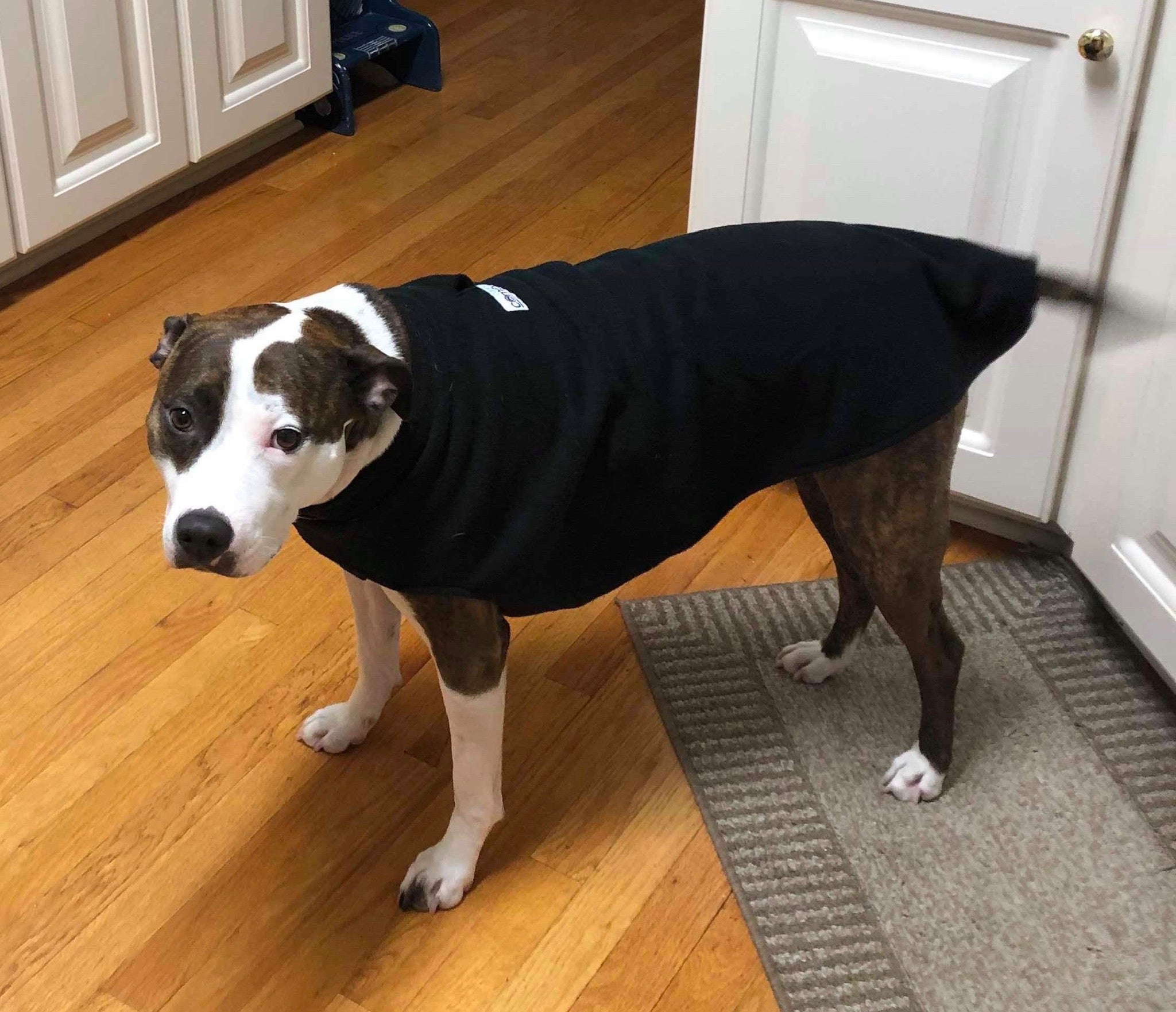 Grow with Me' Coat – Canine Comfy